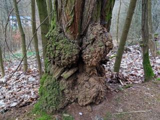 Tumor na akátu (Robinia pseudoacacia L.) (37j)