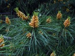 Borovice Armandova (Pinus armandii Franch.)