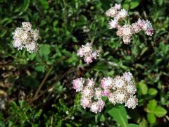 Kociánek dvoudomý (Antennaria dioica (L.) Gaertn.)