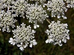 Mrkev obecná (Daucus carota L.)