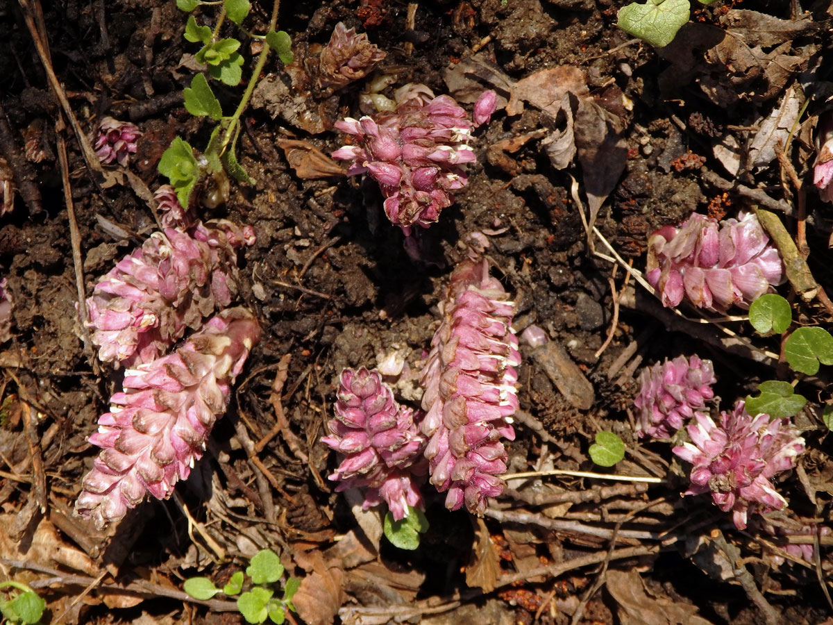 Podbílek šupinatý (Lathraea squamaria L.)