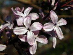 Šeřík širokolistý (Syringa oblata Lindl.)