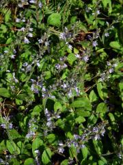 Rozrazil lékařský (Veronica officinalis L.)