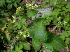 Krtičník jarní (Scrophularia vernalis L.)