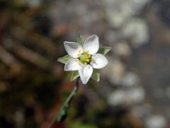 Kolenec Morisonův (Spergula morisonii Boreau)