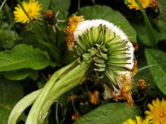 Smetánka lékařská (Taraxacum officinale L.) - fasciace stonku (36a)