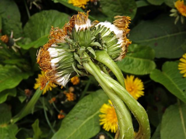 Smetánka lékařská (Taraxacum officinale L.) - fasciace stonku (36b)