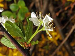 Slivoň švestka (Prunus domestica L.), zdvojený květ (5)