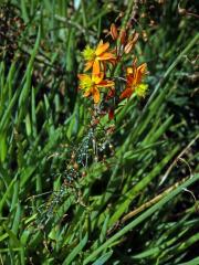 Bulbine frutescens (L.) Willd.