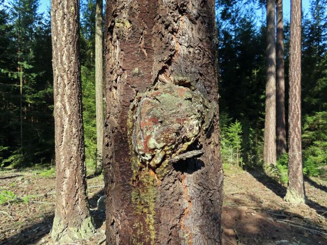 Douglaska tisolistá (Pseudotsuga menziesii (Mirbel) Franco) s nádory na kmeni (7)