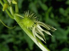 Štětinec laločnatý (Echinocystis lobata (Michx.) Torr. et Gray)