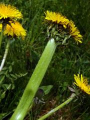 Smetánka lékařská (Taraxacum officinale L.) - fasciace stonku (37)