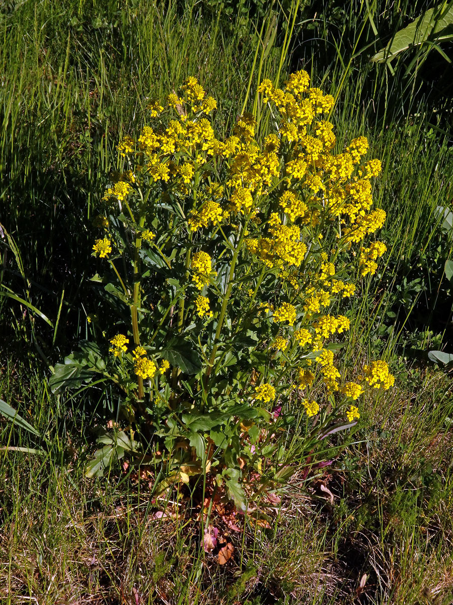 Barborka obecná (Barbarea vulgaris R. Br.)