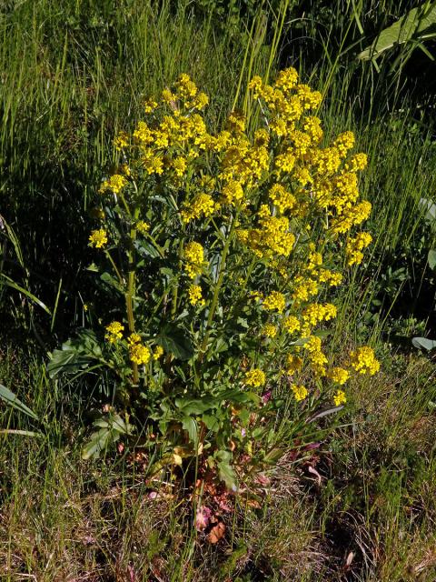 Barborka obecná (Barbarea vulgaris R. Br.)