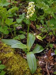 Vstavač bledý (Orchis pallens L.)