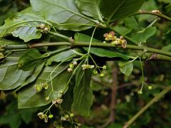 Brslen širokolistý (Euonymus latifolius (L.) Mill.)   