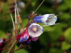 Kostival velkokvětý (Symphytum grandiflorum DC.)