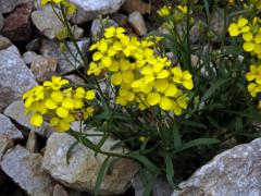 Trýzel (Erysimum majellense Polatschek)   