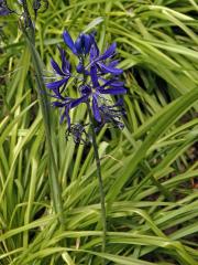 Ladoník (Camassia quamash (Pursh) Greene)