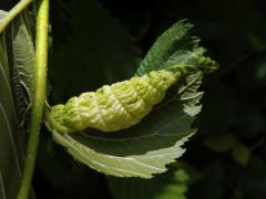 Pseudohálky mšice Eriosoma ulmi