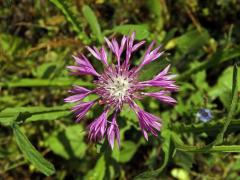 Chrpa (Centaurea napifolia L.)