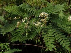 Jeřáb Koehneův (Sorbus koehneana C. K. Schneider)