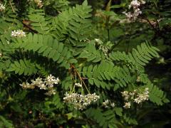 Jeřáb Koehneův (Sorbus koehneana C. K. Schneider)