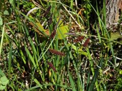 Ostřice chabá (Carex flacca Schreber)