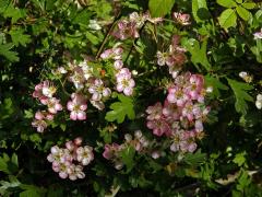 Hloh obecný (Crataegus laevigata (Poiret) DC.) s růžovými květy