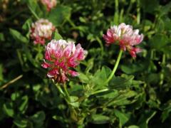 Jetel plazivý (Trifolium repens L.) s růžovými květy (4b)