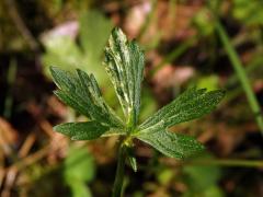 Chybění chlorofylu pryskyřníku hajního (Ranunculus nemorosus DC.)