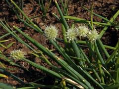 Cibule zimní (Allium fistulosum L.)