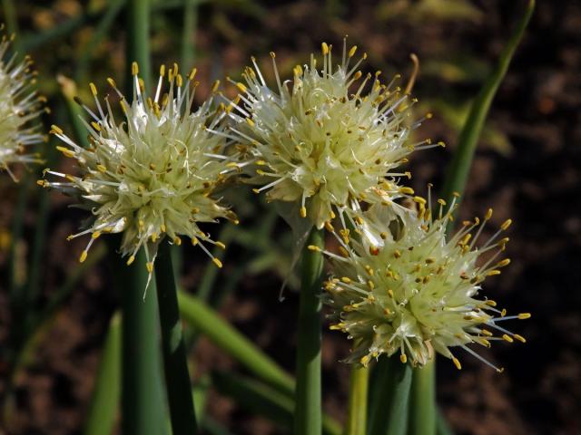 Cibule zimní (Allium fistulosum L.)