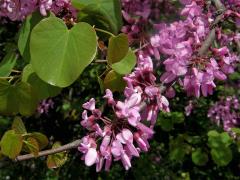 Zmarlika (Cercis L.)  