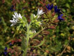 Bílá barva květů pilátu (Anchusa undulata subsp. hybrida (Ten.) Cout.)