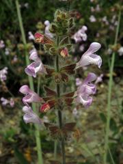 Šalvěj (Salvia recognita Fisch. & C. A. Mey.) 