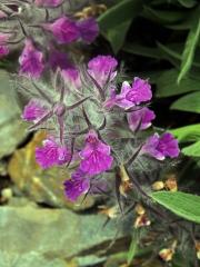 Čistec (Stachys lavandulifolia Vahl) 