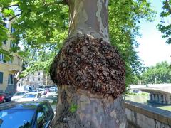 Platan javorolistý (Platanus x hispanica Mill.), nádor na kmeni (16a)