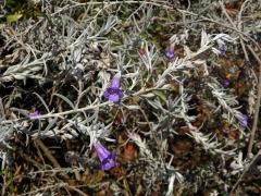 Eremophila nivea Chinnock 