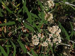 Komule (Buddleja loricata Leeuwenb.)