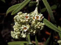 Komule (Buddleja loricata Leeuwenb.)