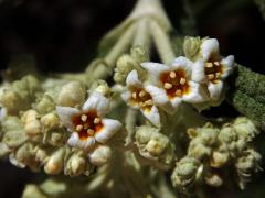 Komule (Buddleja loricata Leeuwenb.)