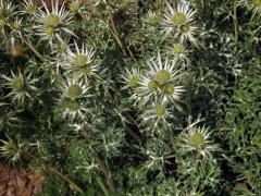 Máčka Bourgatova (Eryngium bourgatii Gouan)