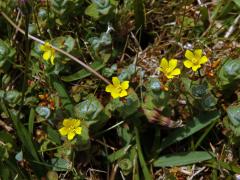 Třezalka (Hypericum elodes L.)