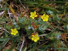 Třezalka (Hypericum elodes L.)