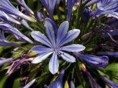 Kalokvět (Agapanthus praecox Willd.) s osmičetným květem (1b)