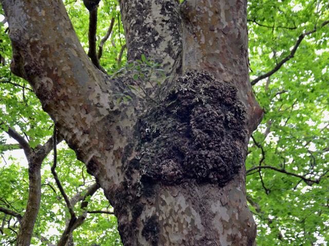 Platan javorolistý (Platanus x hispanica Mill.), nádor na kmeni (18)