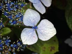 Hortenzie drsná (Hydrangea aspera Buch.-Ham. ex D. Don), trojčetný kalich