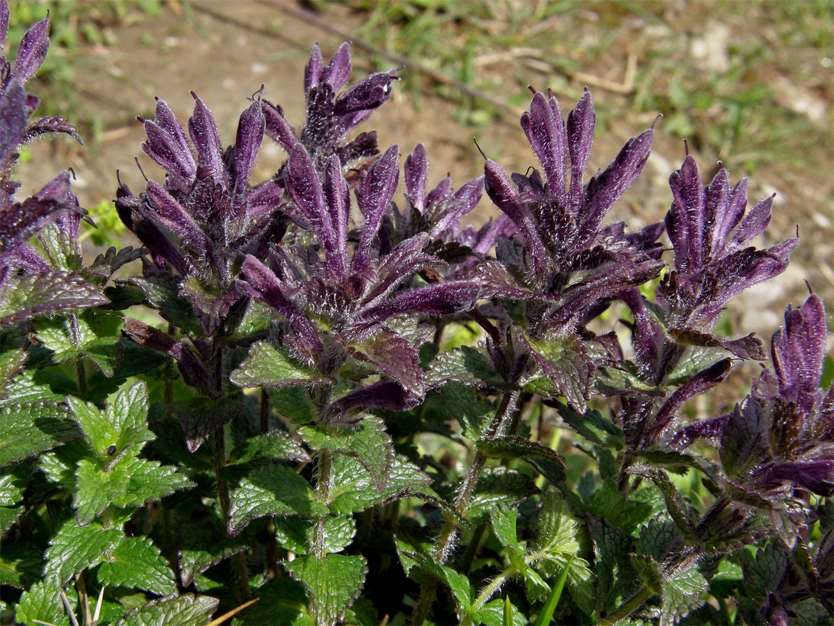 Lepnice alpská (Bartsia alpina L.)