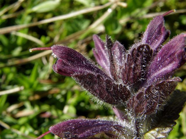 Lepnice alpská (Bartsia alpina L.)